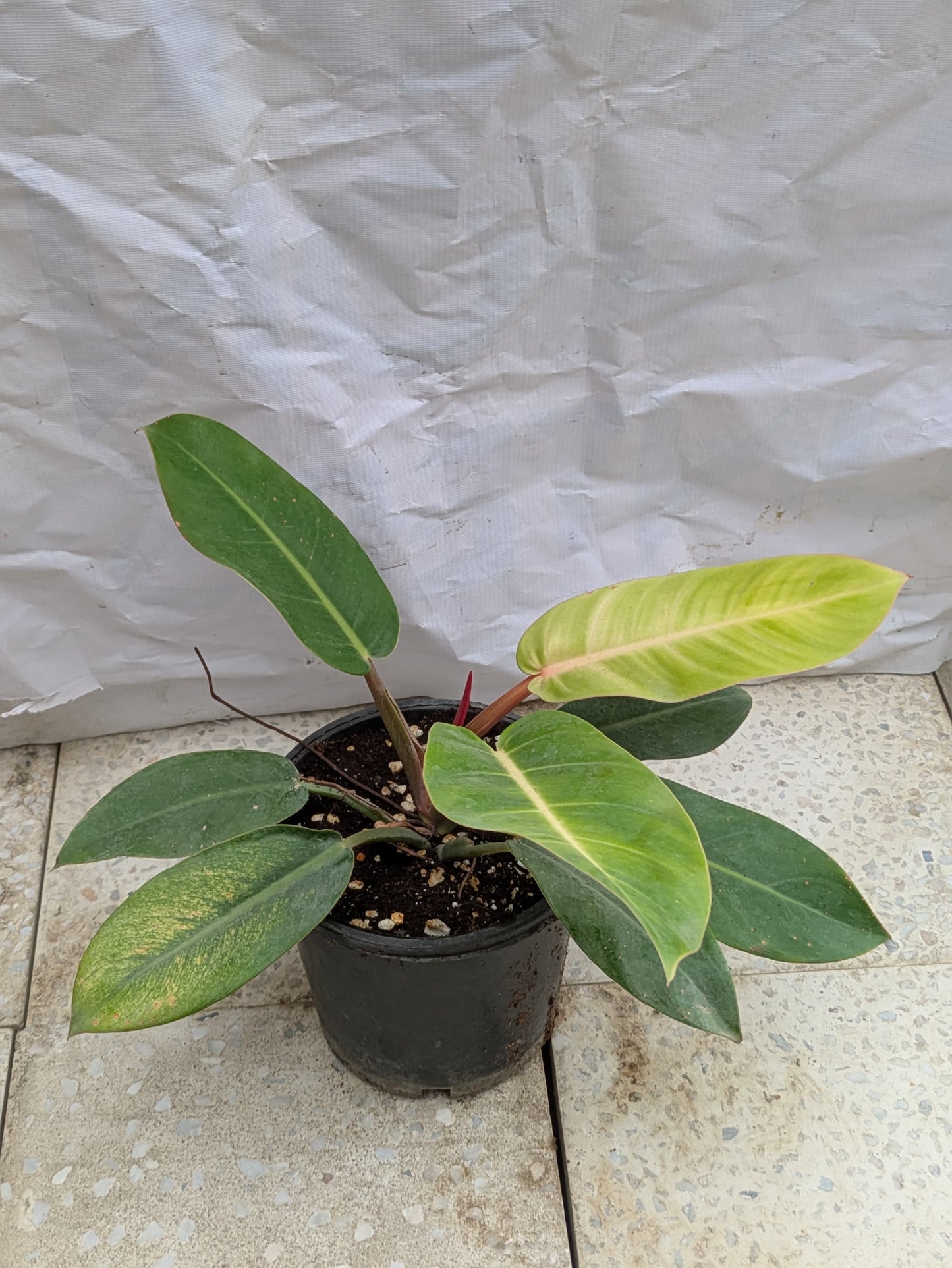 Philodendron Prince of orange