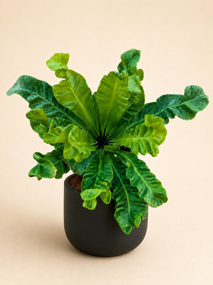 Cobra fern (asplenium nidus)