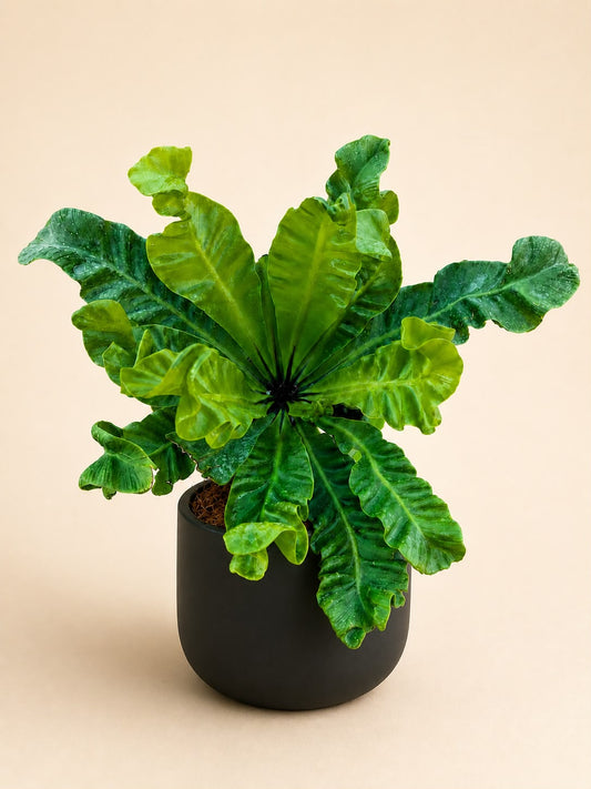 Cobra fern (asplenium nidus)