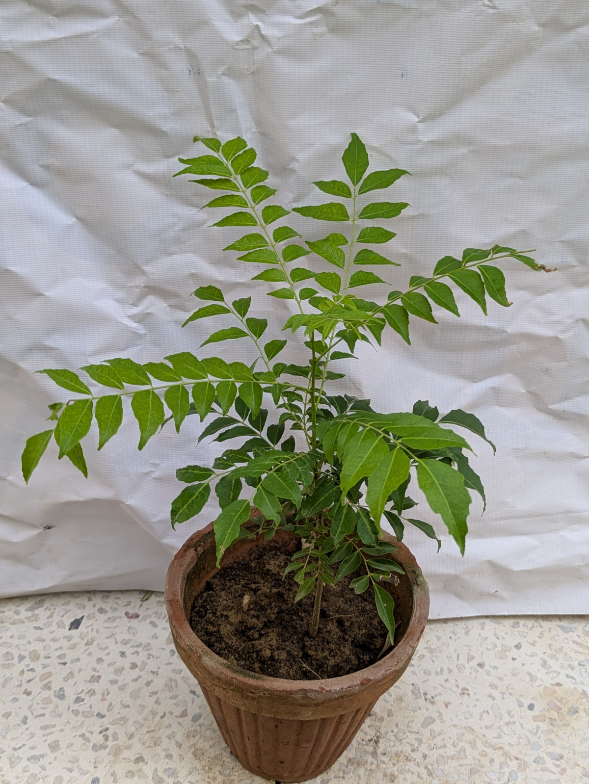 Kari patta (murraya koenigii) small
