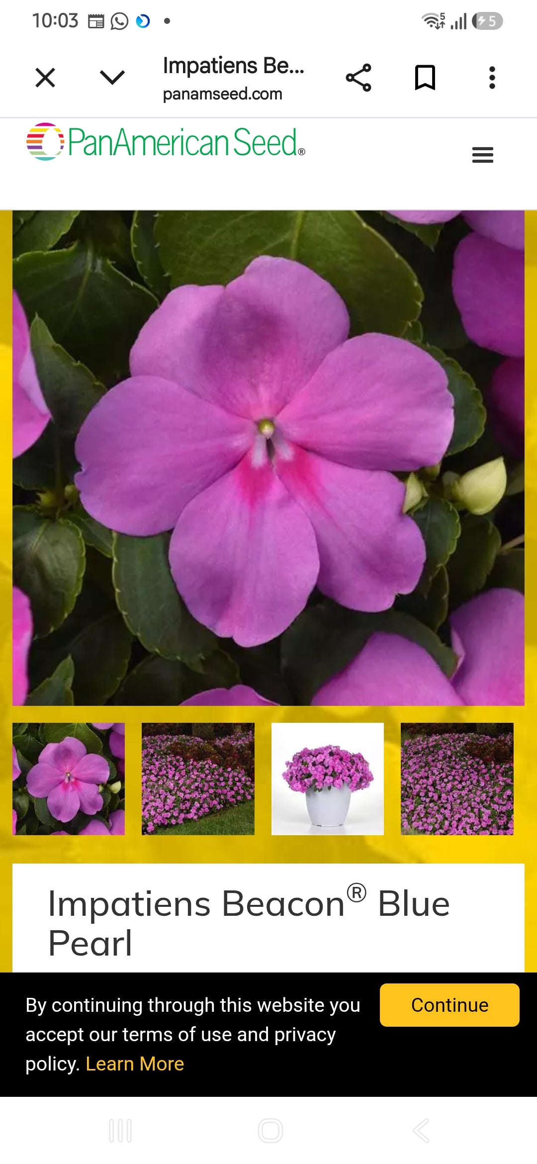 Impatiens Beacon f1  seedling per dozen