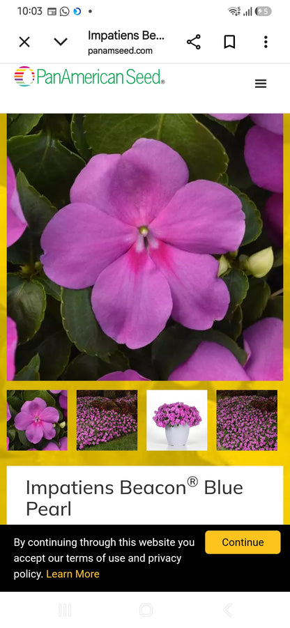 Impatiens Beacon f1  seedling per dozen