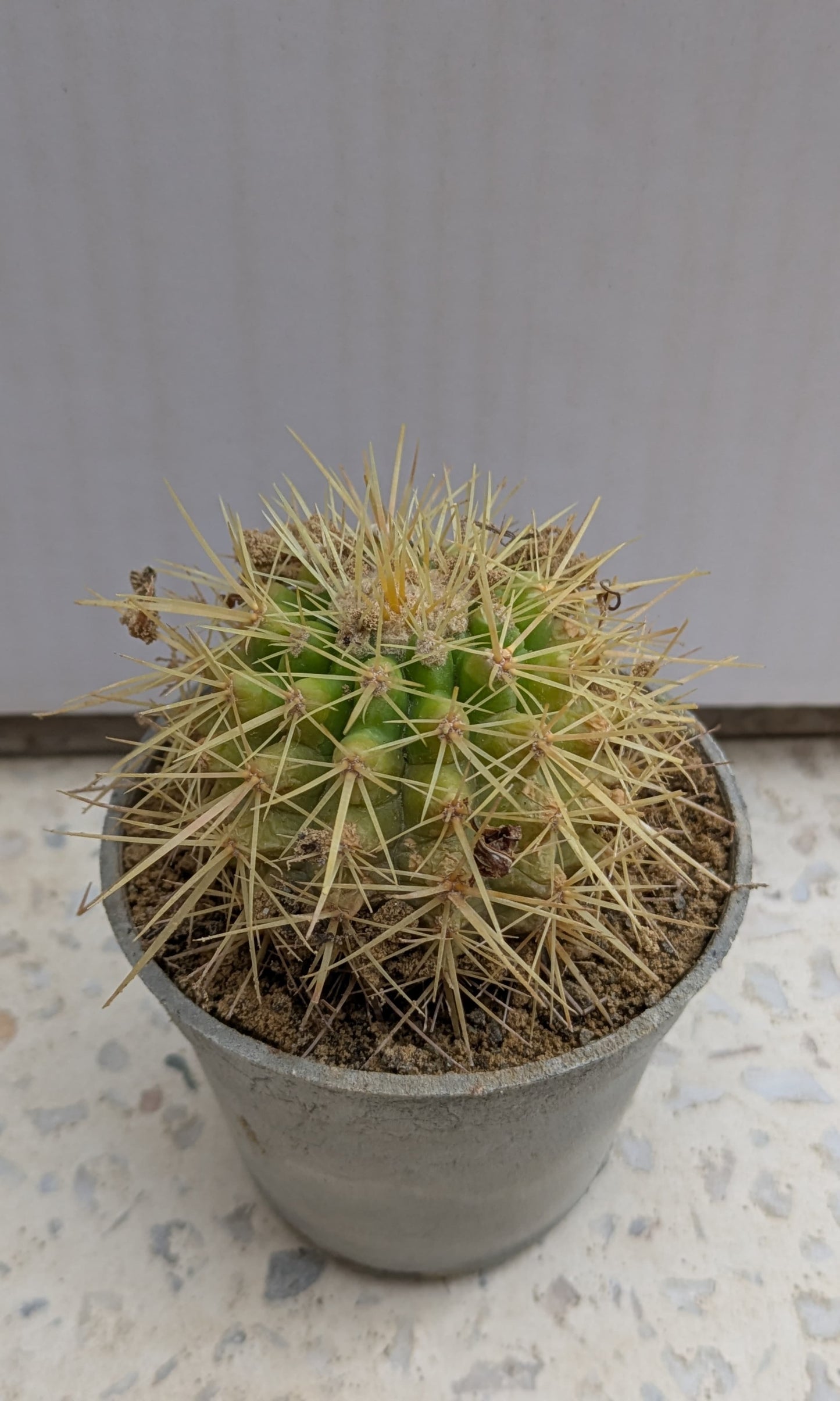 Cactus golden barrel (echinocactus grusonii)