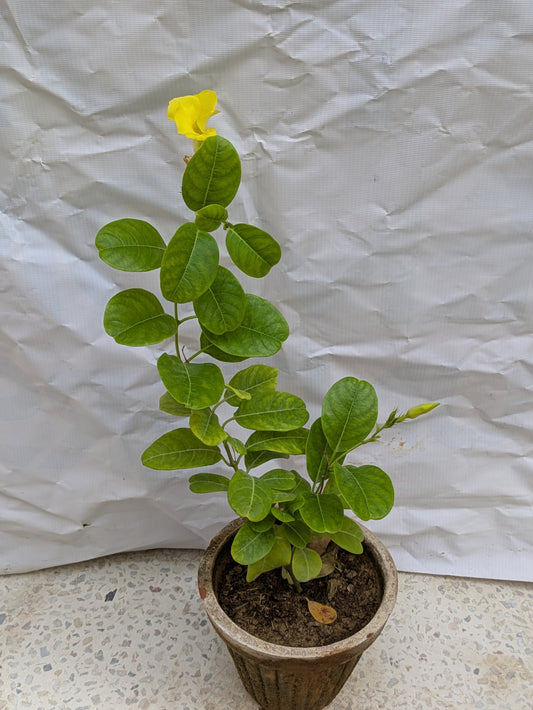 Allamanda yellow creeper cathartica (pentalinon luteum)