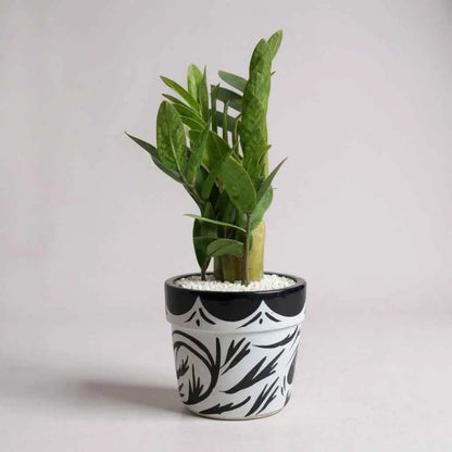 ZZ Plant Green in Painted terracotta pot