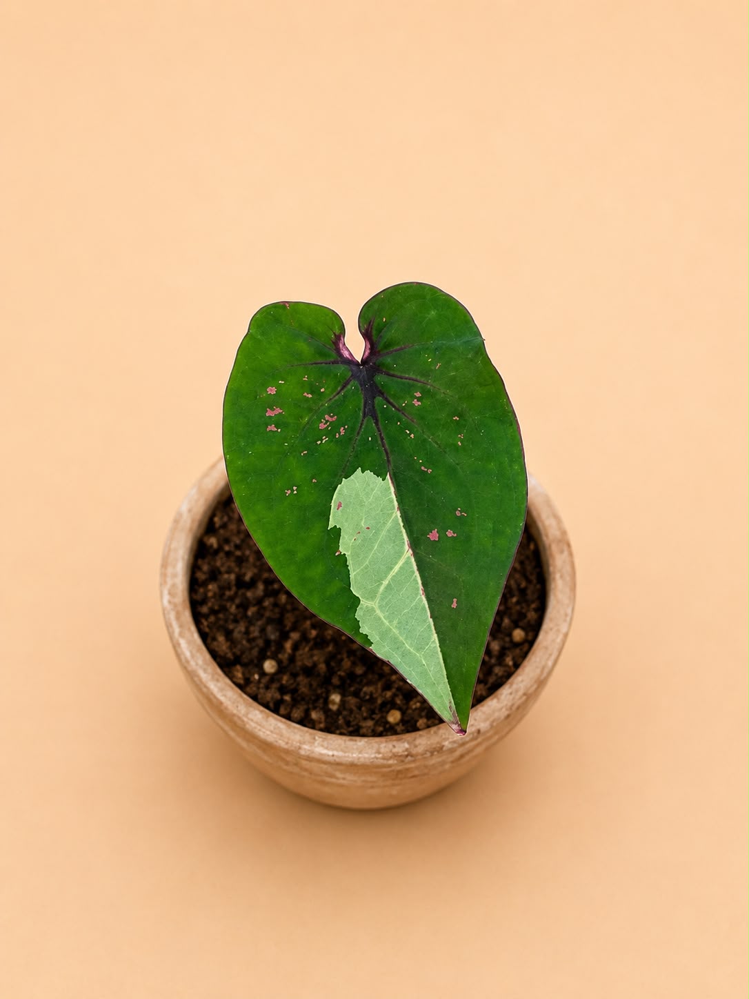 Caladium