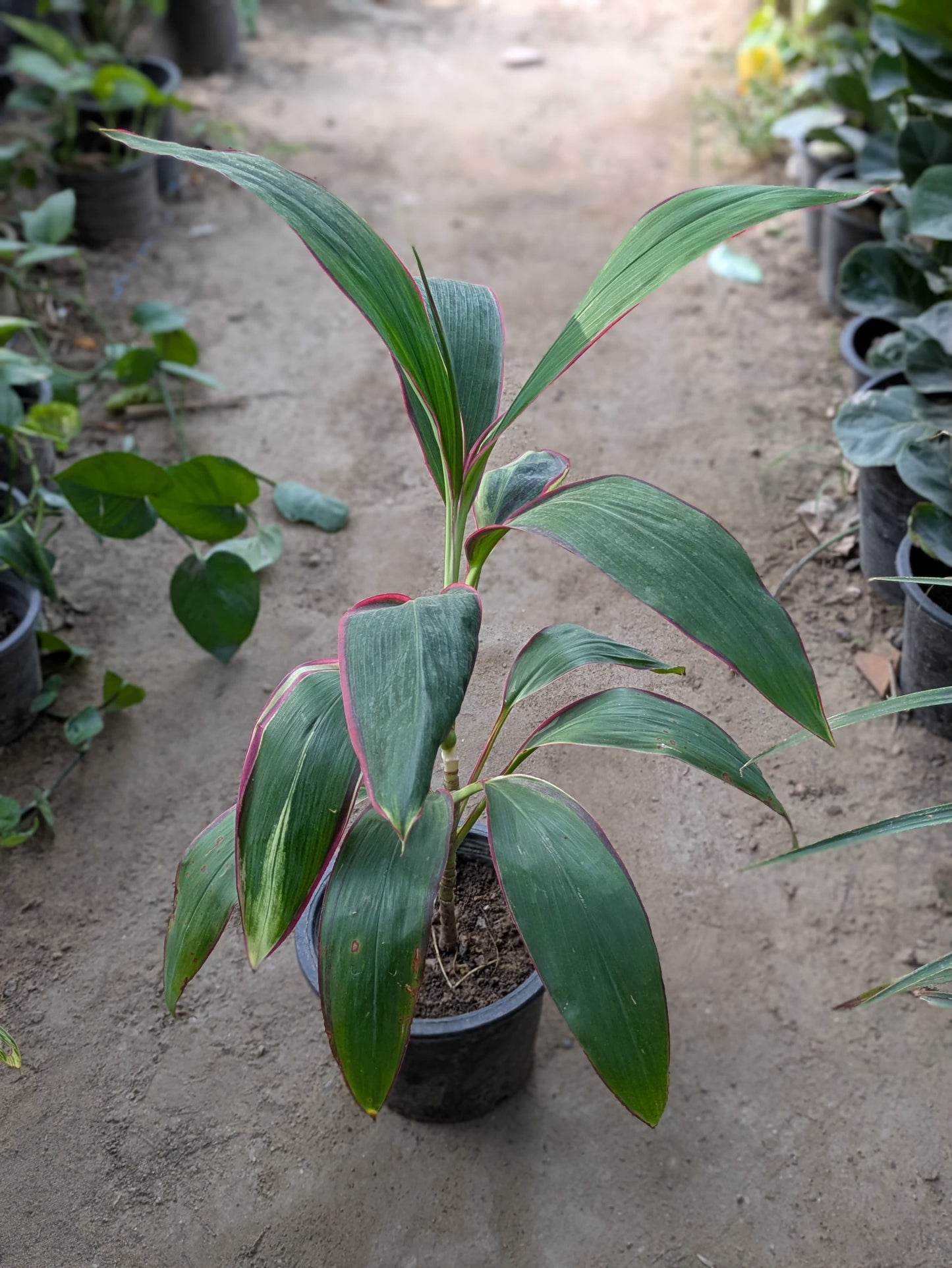 Cordyline fruticosa John klass