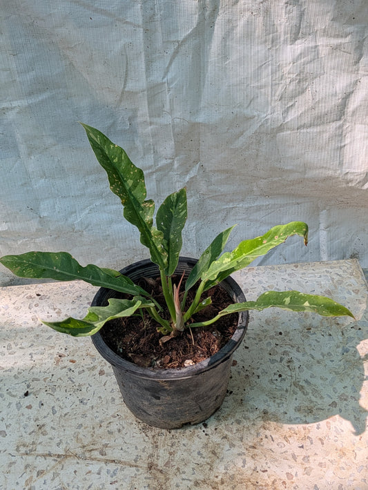 Philodendron ring of fire verigated