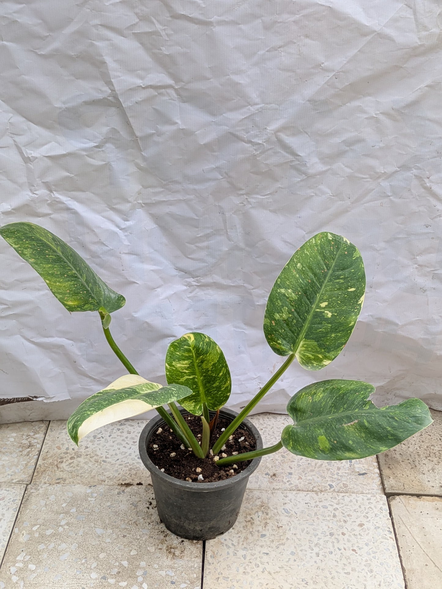 Philodendron congo verigated