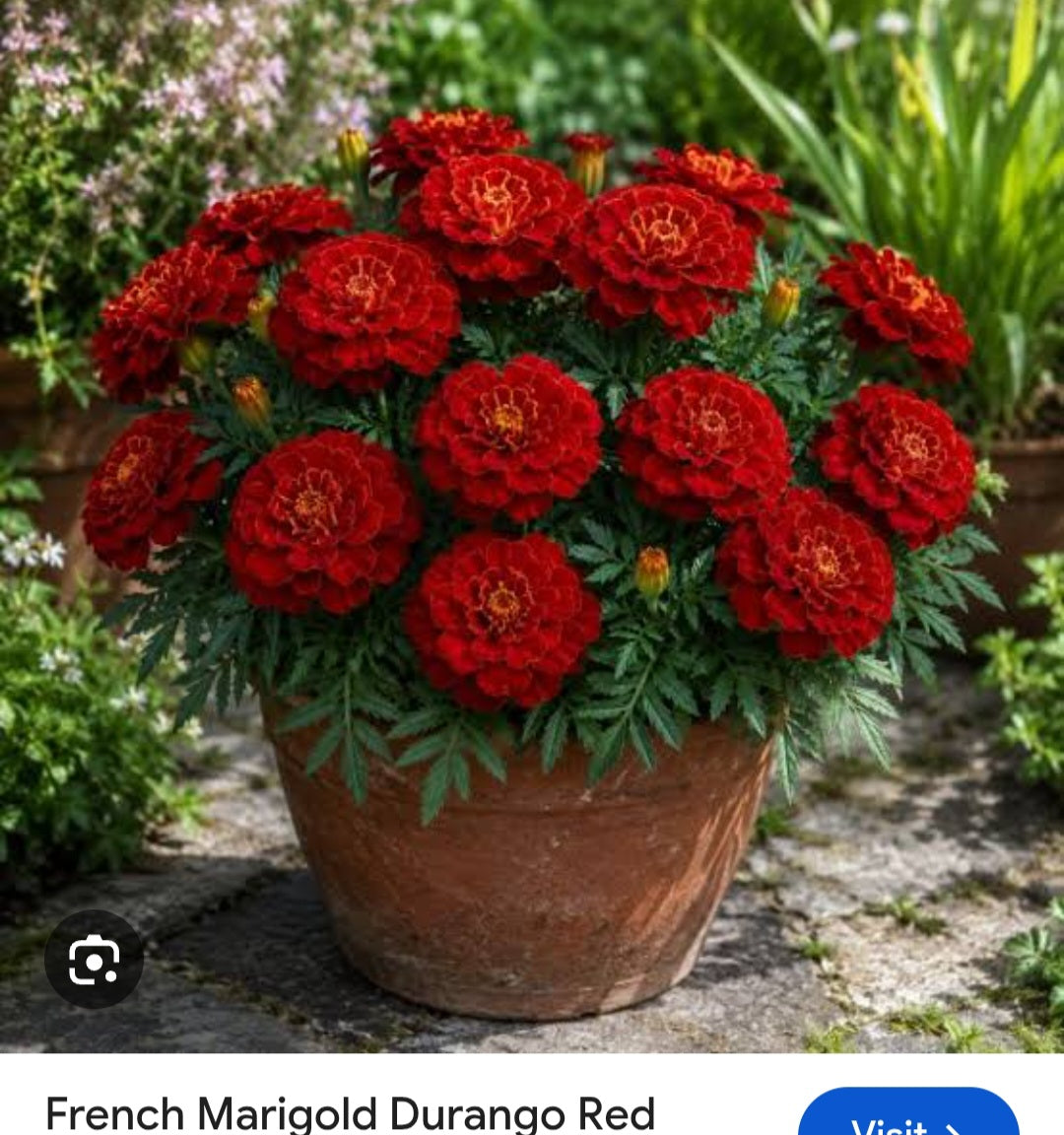 Marigold french jafri Paneeri (seedling) per dozen