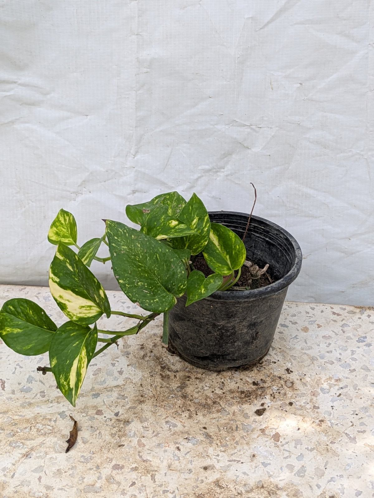 Money plant epipremnum aureum (karachi only)