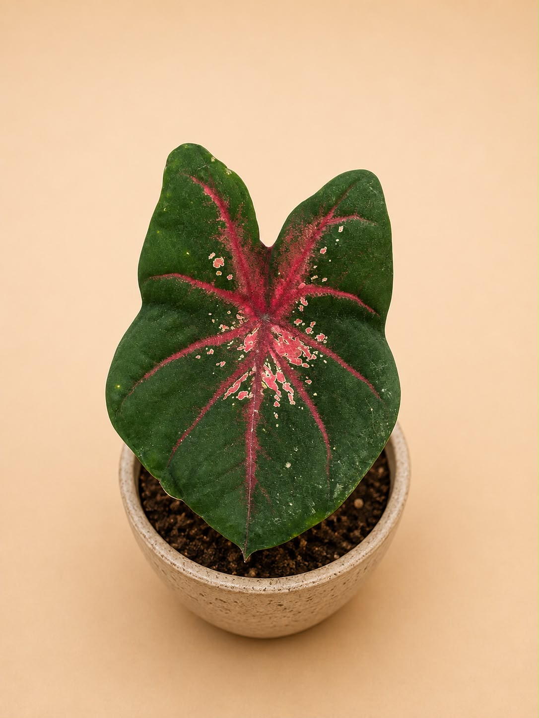 Caladium