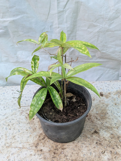Dracena gold dust