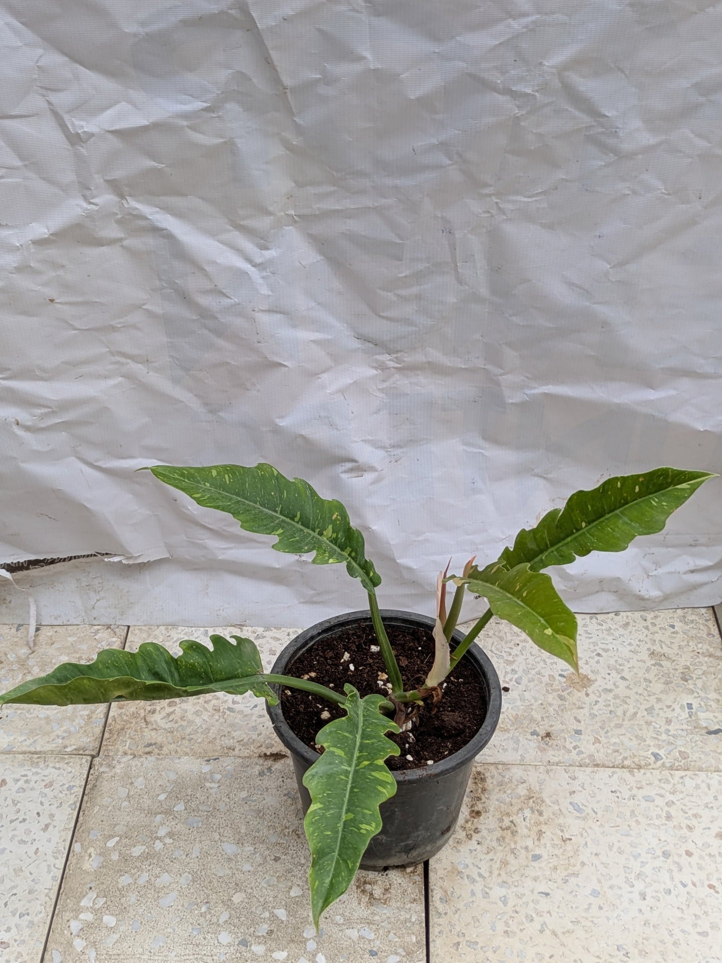 Philodendron ring of fire verigated
