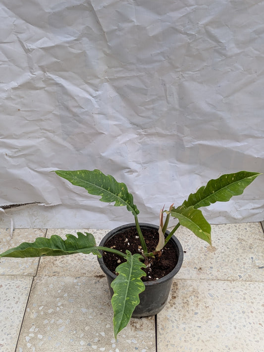 Philodendron ring of fire verigated