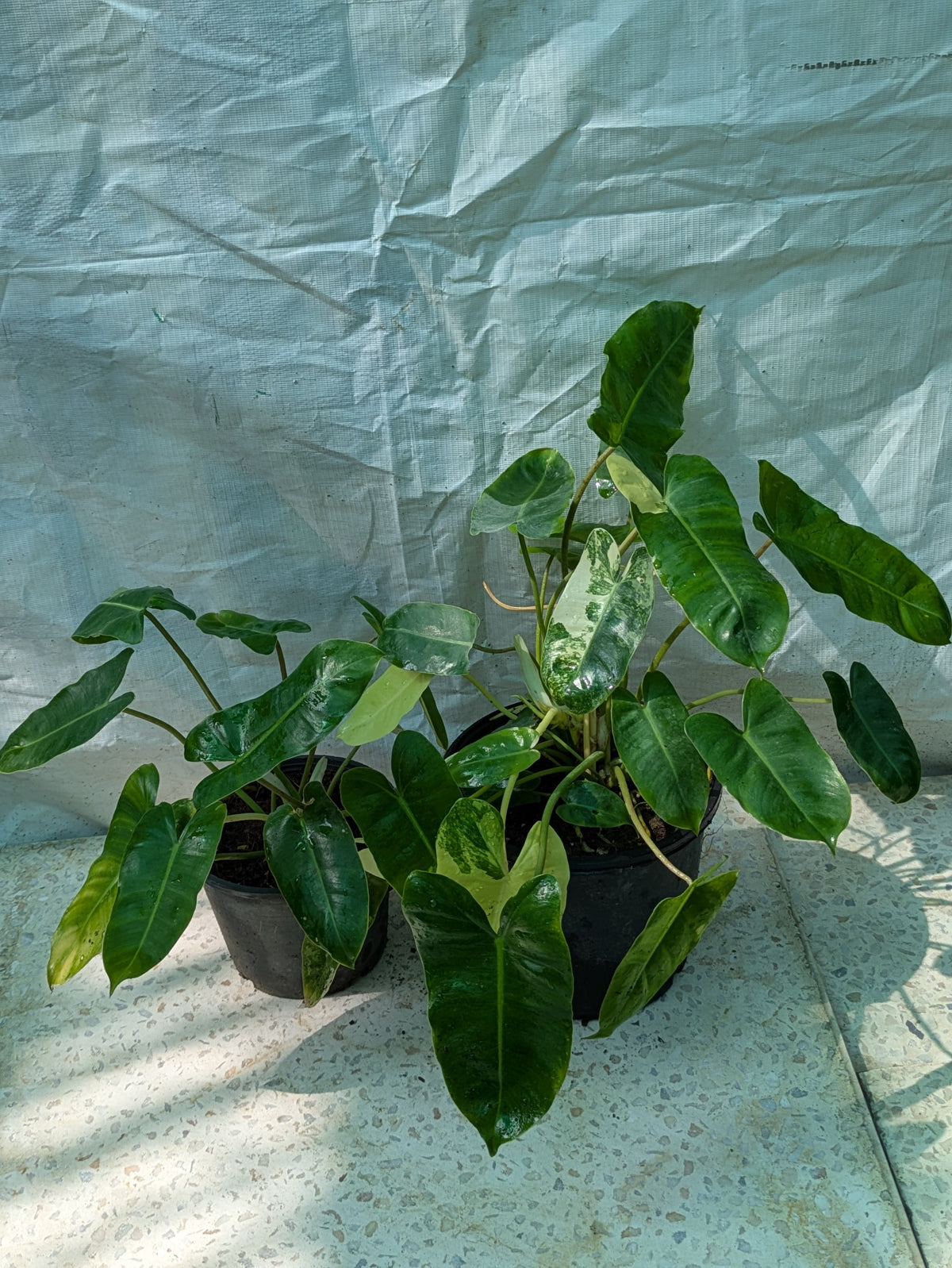 Philodendron burle marx verigated
