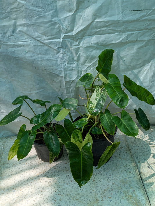Philodendron burle marx verigated