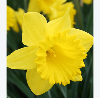 Daffodil (Narcissus)Dutch Master