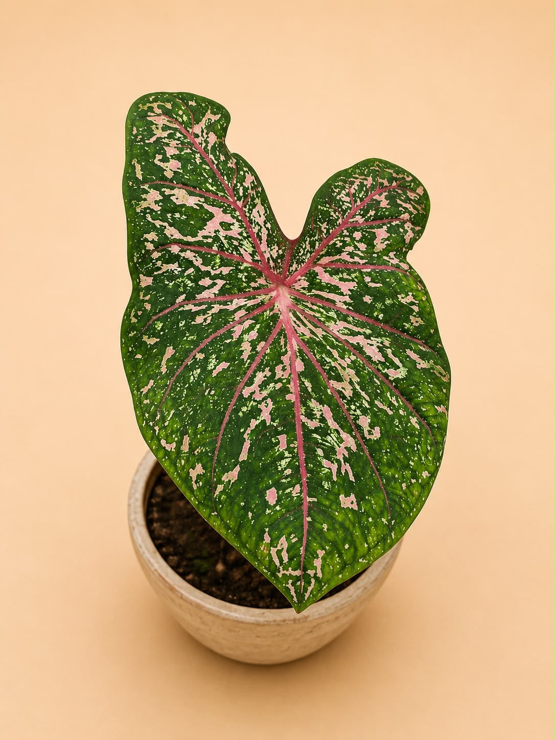 Caladium