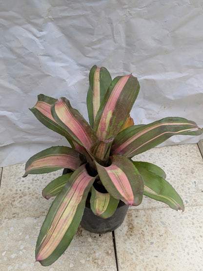 Bromeliad