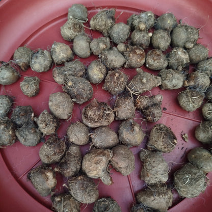 Thai Caladium bulbs
