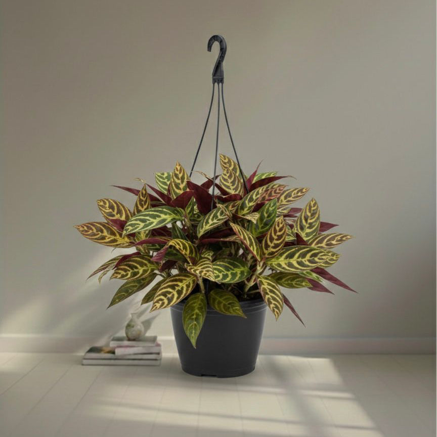 Aeschynanthus,Black pagoda