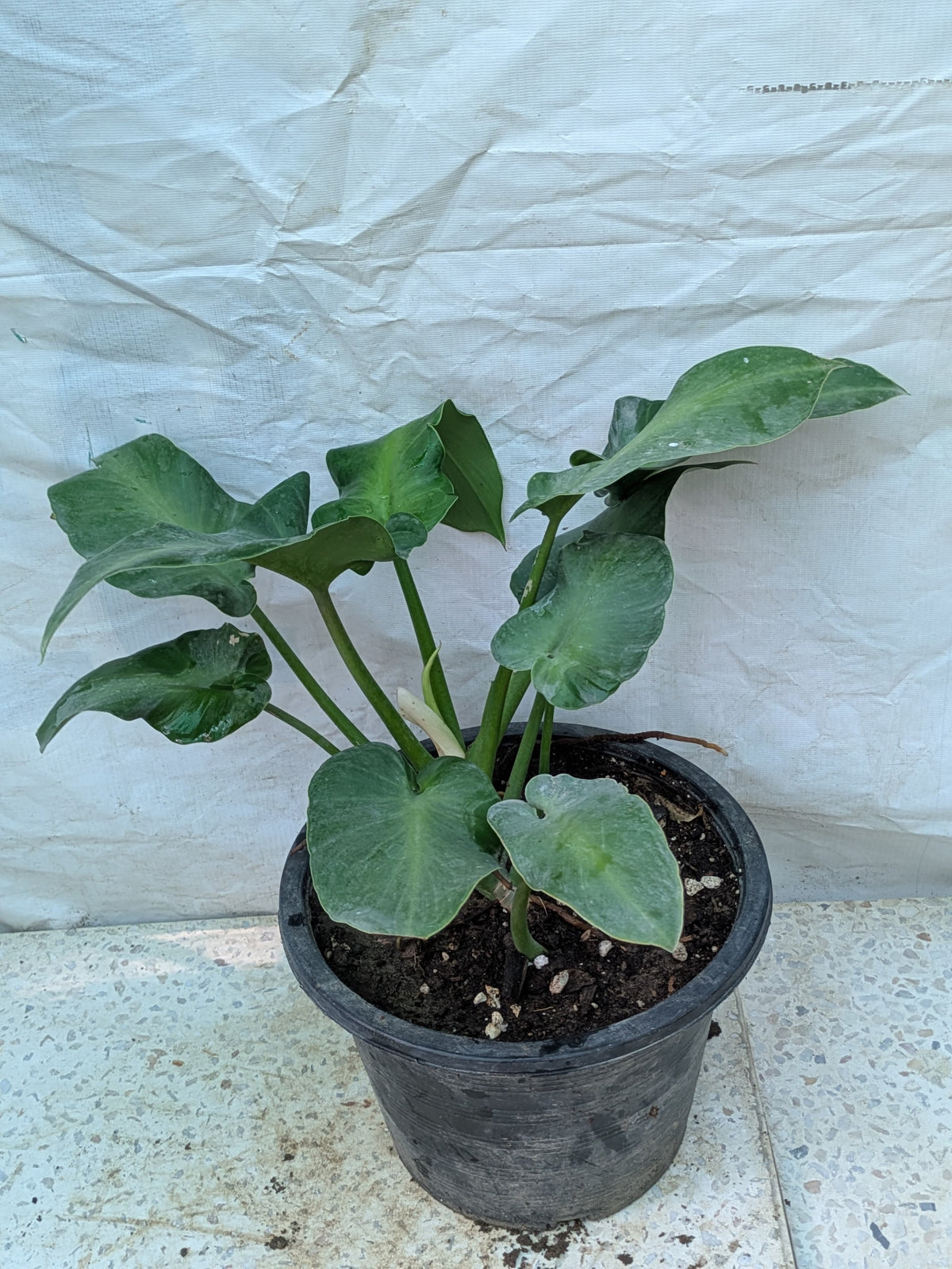 Philodendron rogusum