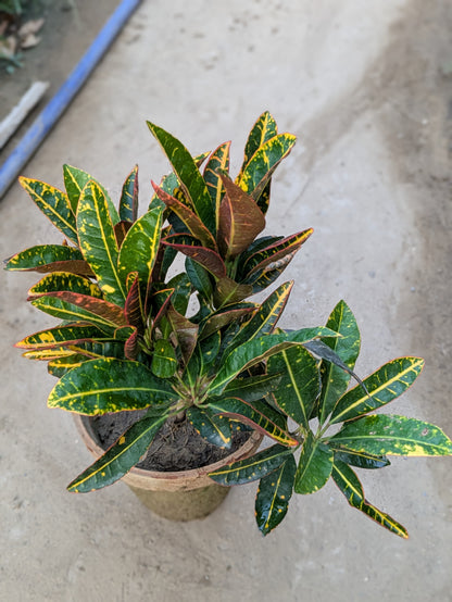 Croton