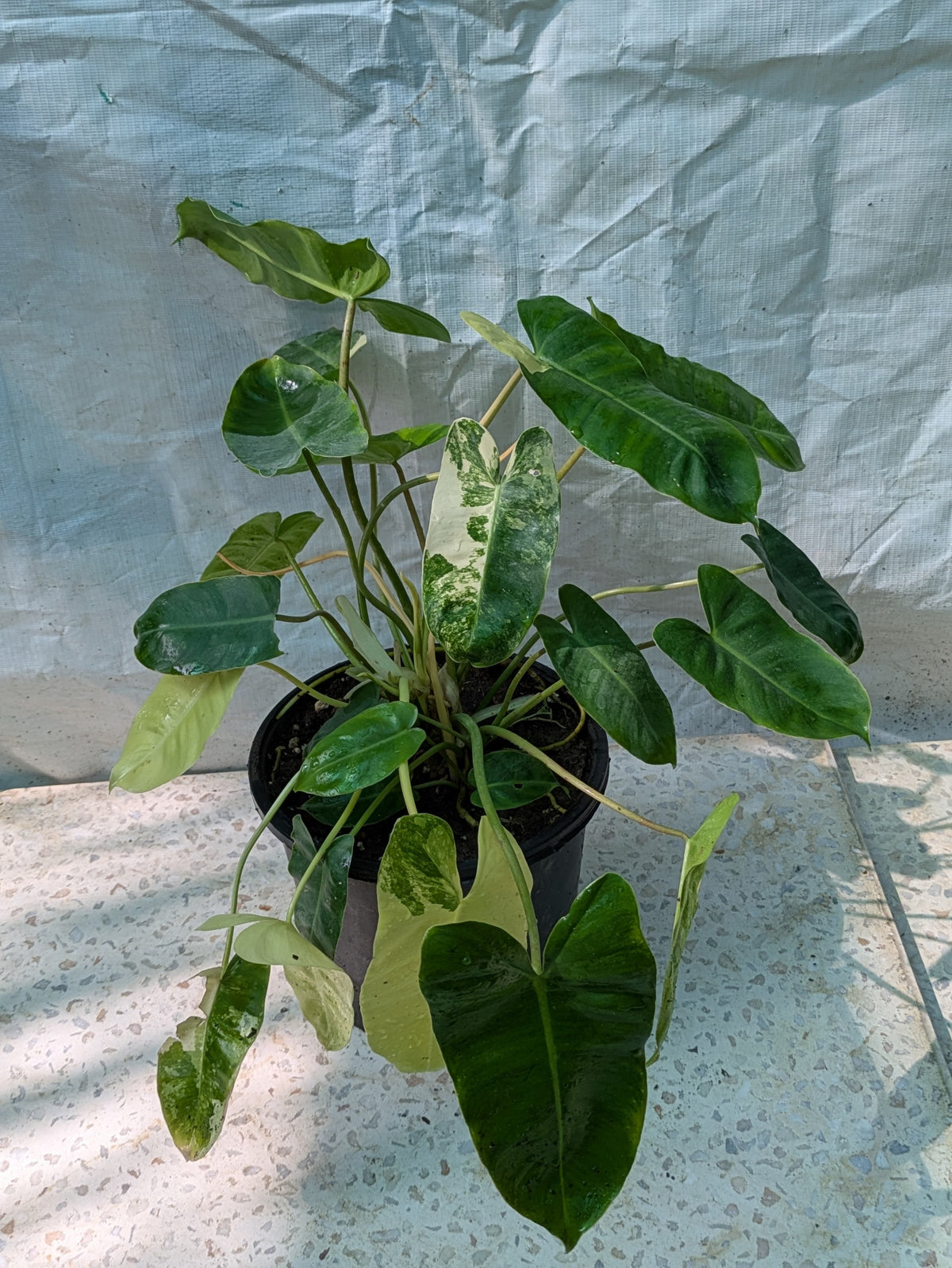 Philodendron burle marx verigated