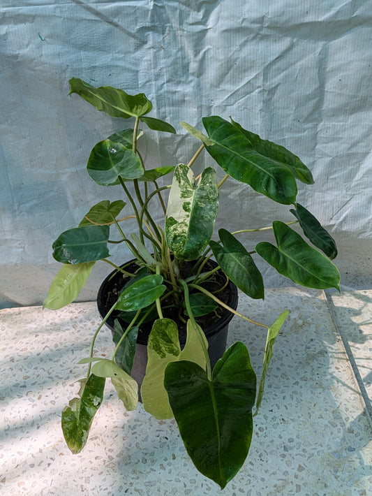 Philodendron burle marx verigated