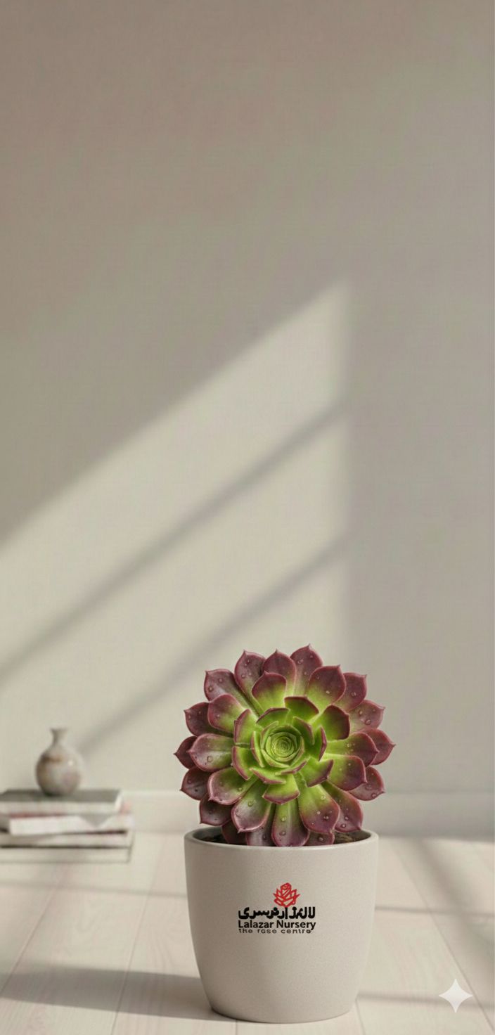 Aeoinum brown