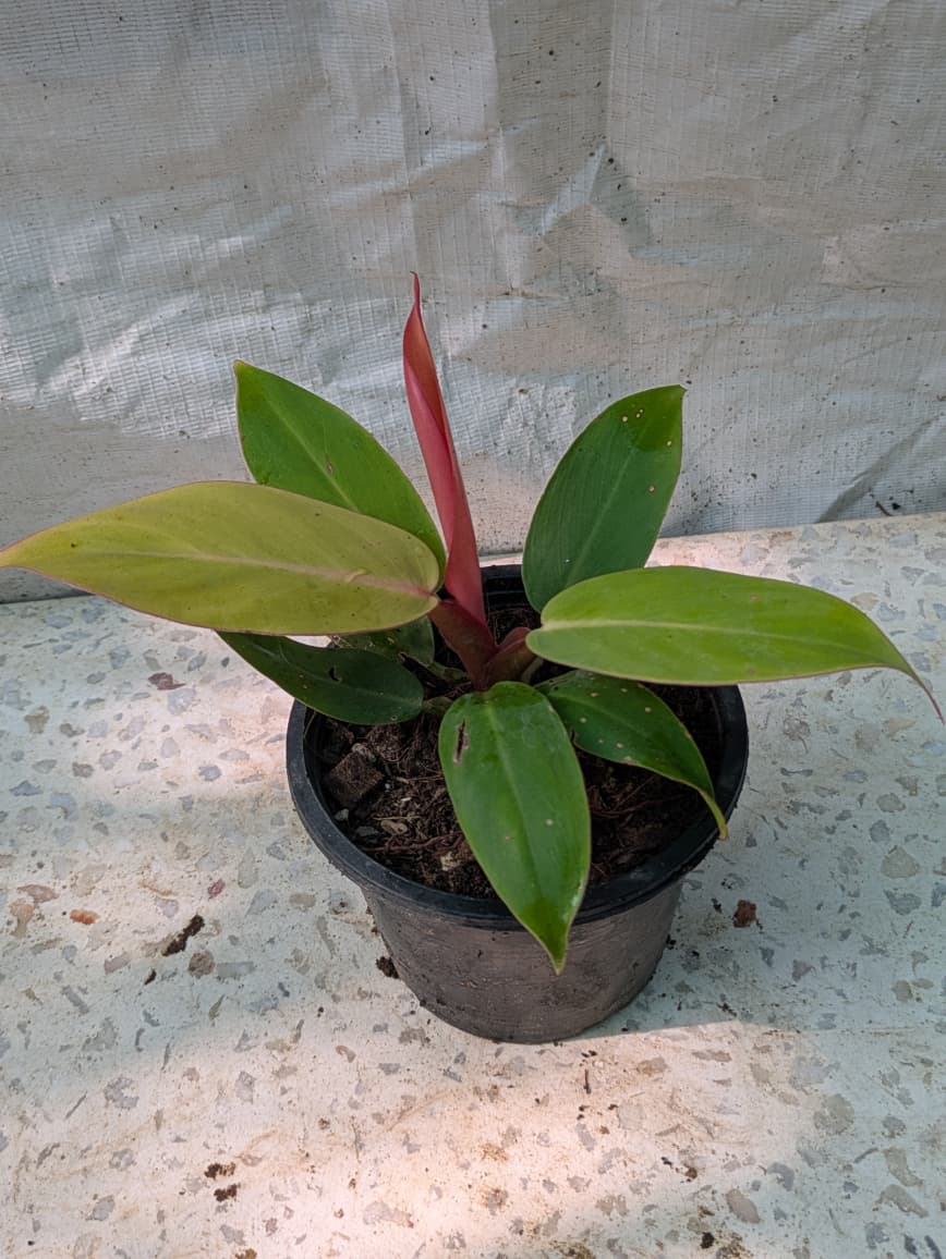 Philodendron Prince of orange