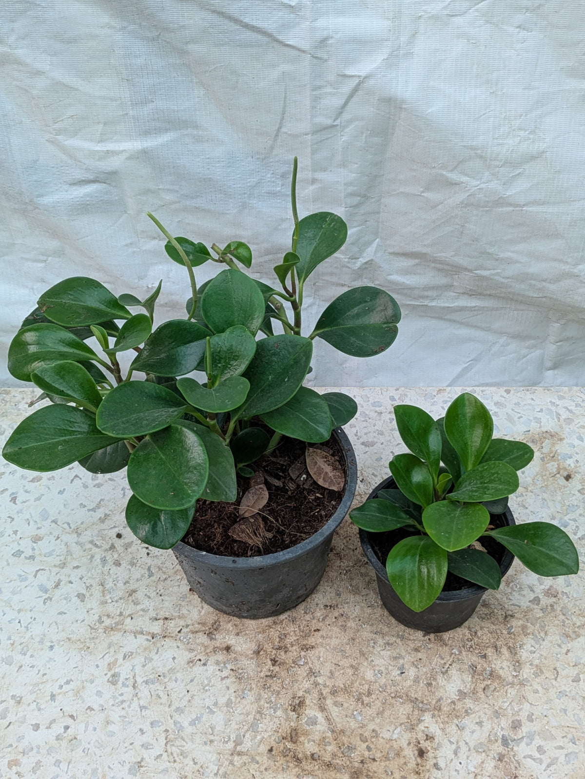 PAPEROMIA OBTUSIFOLIA ( BABY RUBBER PLANT )