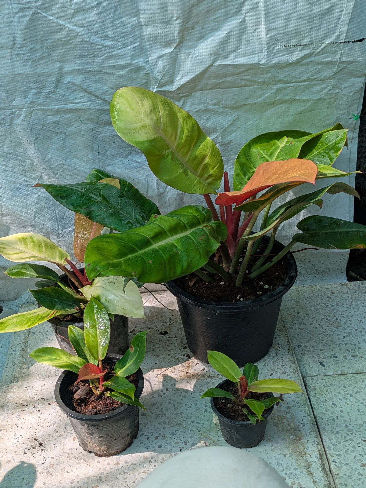 Philodendron Prince of orange