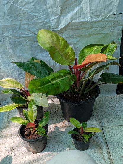 Philodendron Prince of orange