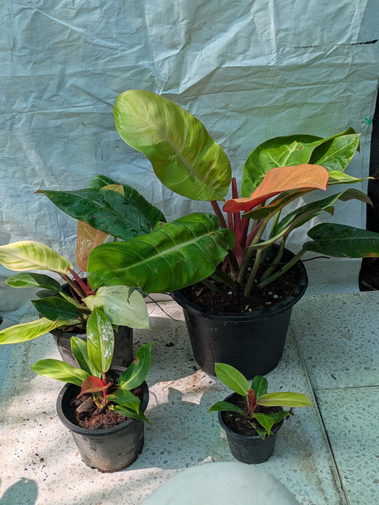 Philodendron Prince of orange