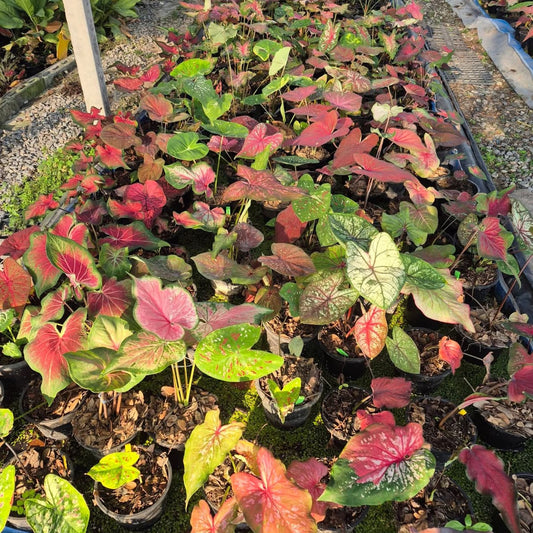 Thai Caladium bulbs