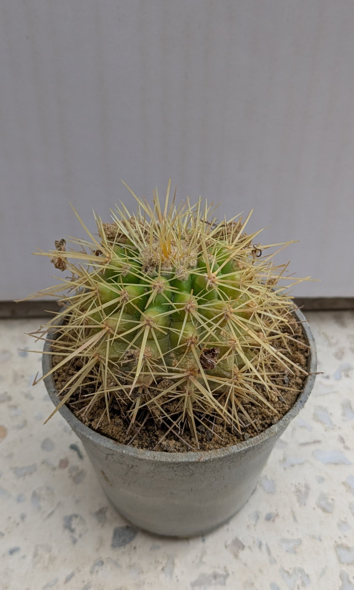 Cactus golden barrel (echinocactus grusonii)