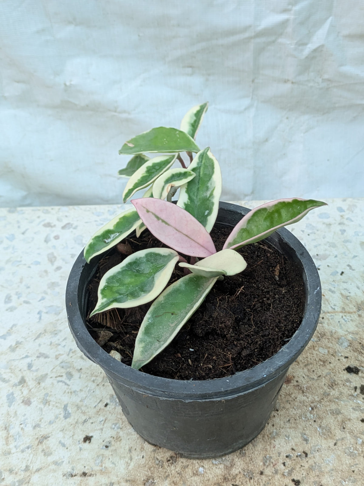HOYA CARNOSA VARIEGATA KRIMSON QUEEN