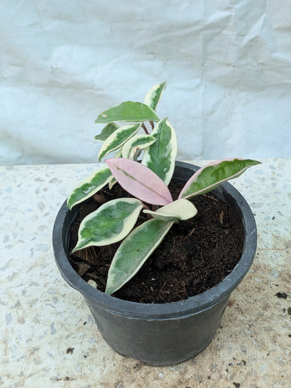 HOYA CARNOSA VARIEGATA KRIMSON QUEEN