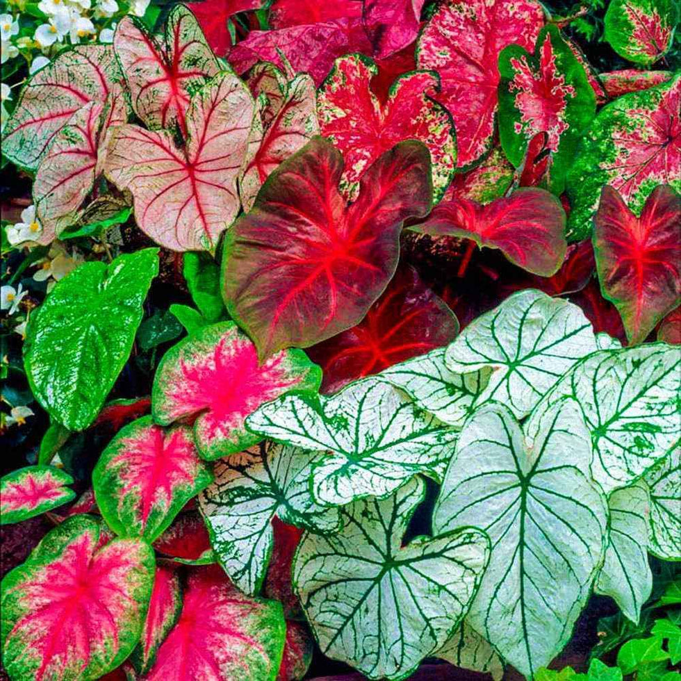 Thai Caladium bulbs