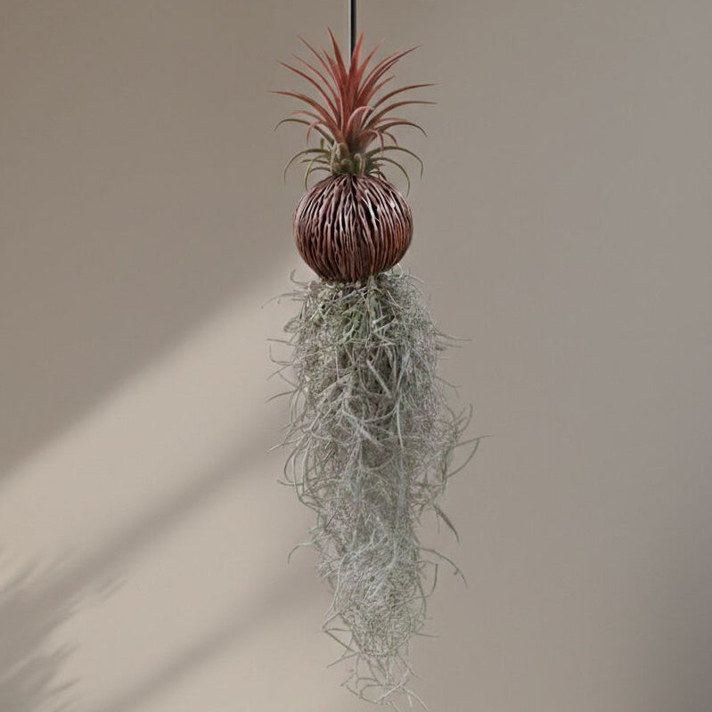 Tillandsia (Airplant) pack of 4