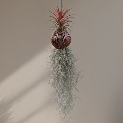 Tillandsia (Airplant) pack of 4