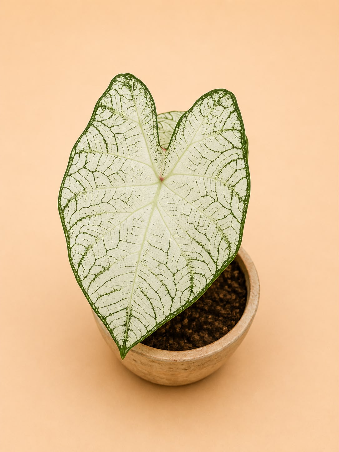 Caladium