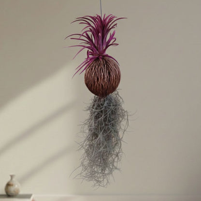 Tillandsia (Airplant) pack of 4