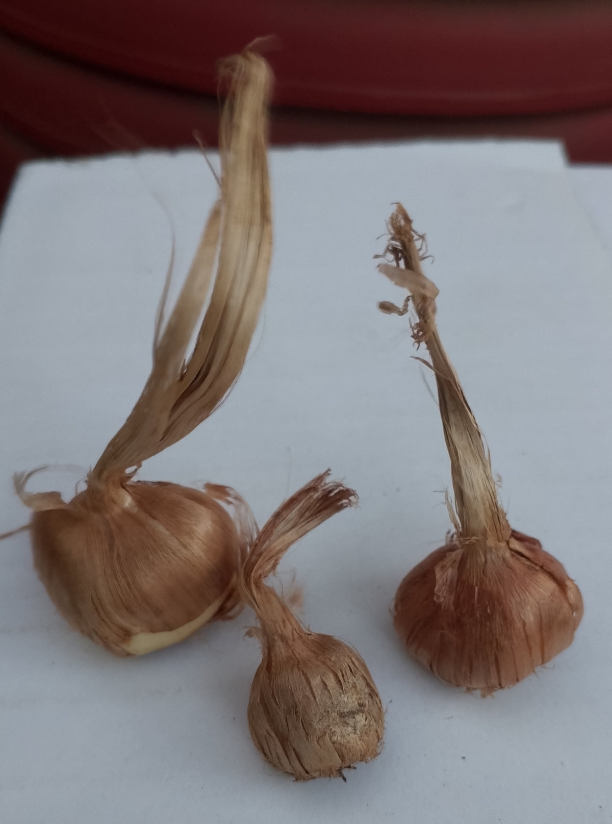 Saffron crocus
