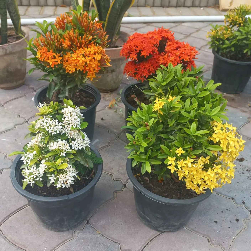 Ixora dwarf bundle of 4 (mix)