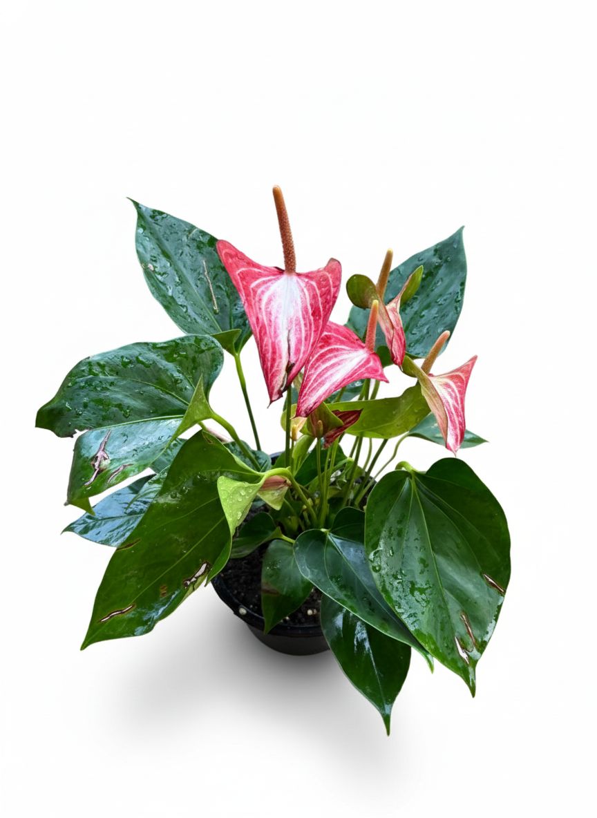 Anthurium
