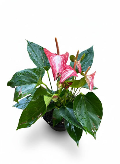 Anthurium