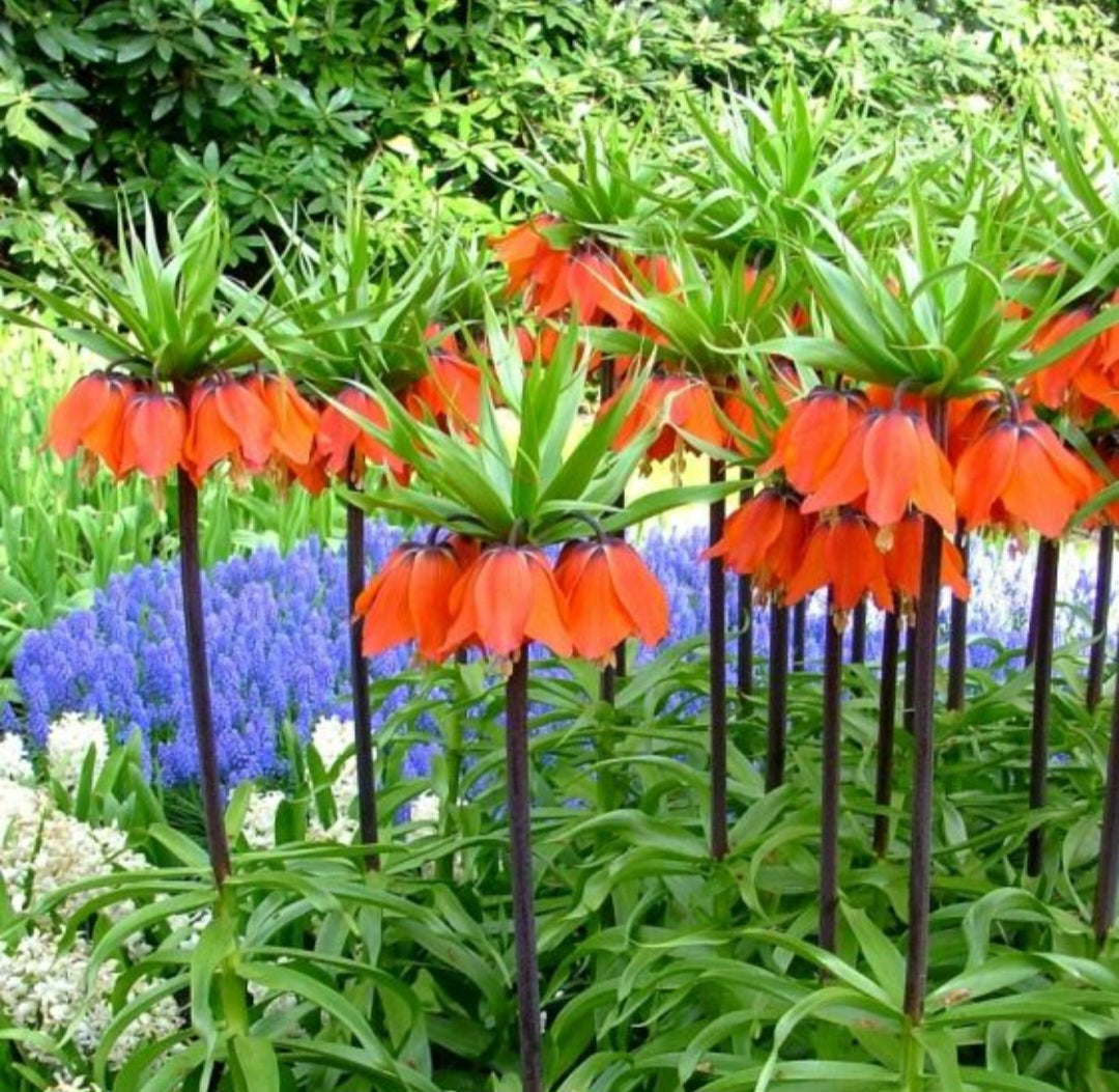 Fritillaria imperialis